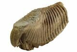 Woolly Mammoth Molar From Serbia - Collector Quality! #129993-4